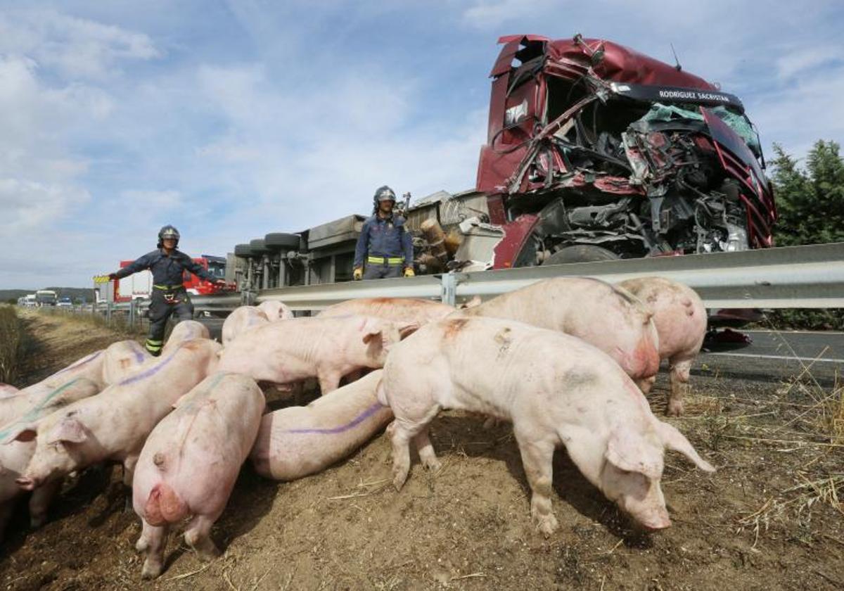 Un accidente de un camión cargado de cerdos, en una imagen de archivo.