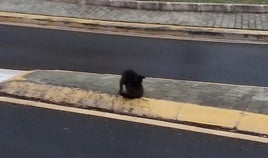 Un gato callejero en la mediana de una vía pública de Xàtiva.