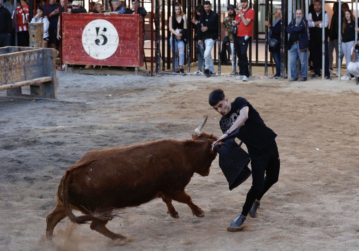 Bous al carrer en Cheste.