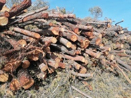 Tala realizada en la sierra de Enguera.