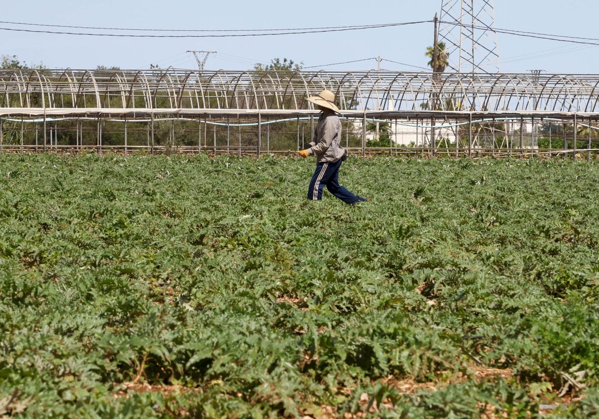 Un trabajador de un cultivo valenciano.