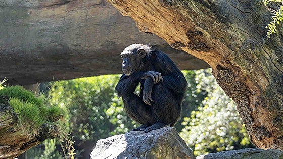 La chimpancé Natalia cierra el duelo: suelta a su cría muerta tras llevarla siete meses en brazos
