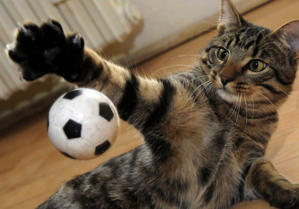 Un gato jugando con una pelota en casa.