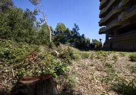 Tareas de poda, junto a una de las fincas de vecinos de la Devesa de El Saler.