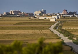 Arrozales en El Perelló.