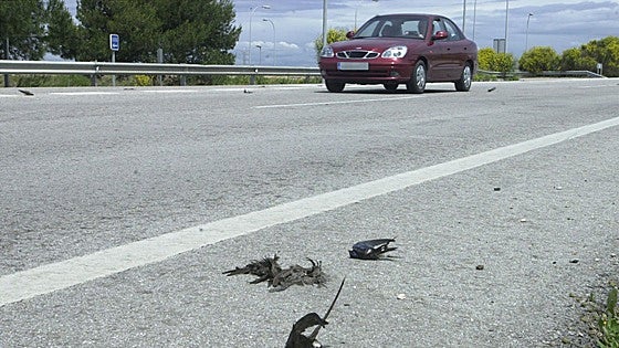 Vallas 'invisibles' y feromonas para evitar el atropello de animales en la Albufera de Valencia