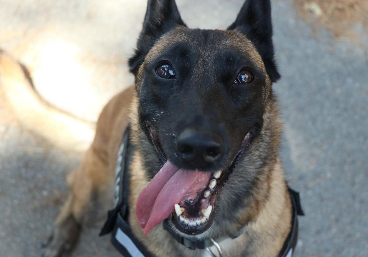 Uno de los perros de la UCAN en Valencia.