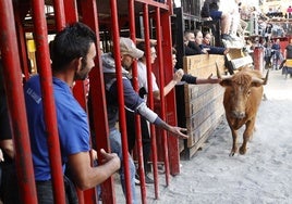 Un festejo de bous al carrer en la localidad de Cheste.