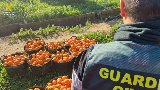 Naranjas robadas recuperadas por la Guardia Civil.