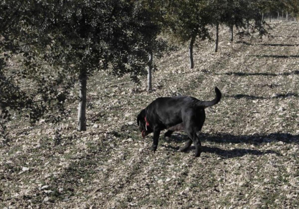 Las trufas se cultivan como cualquier otra producción agraria