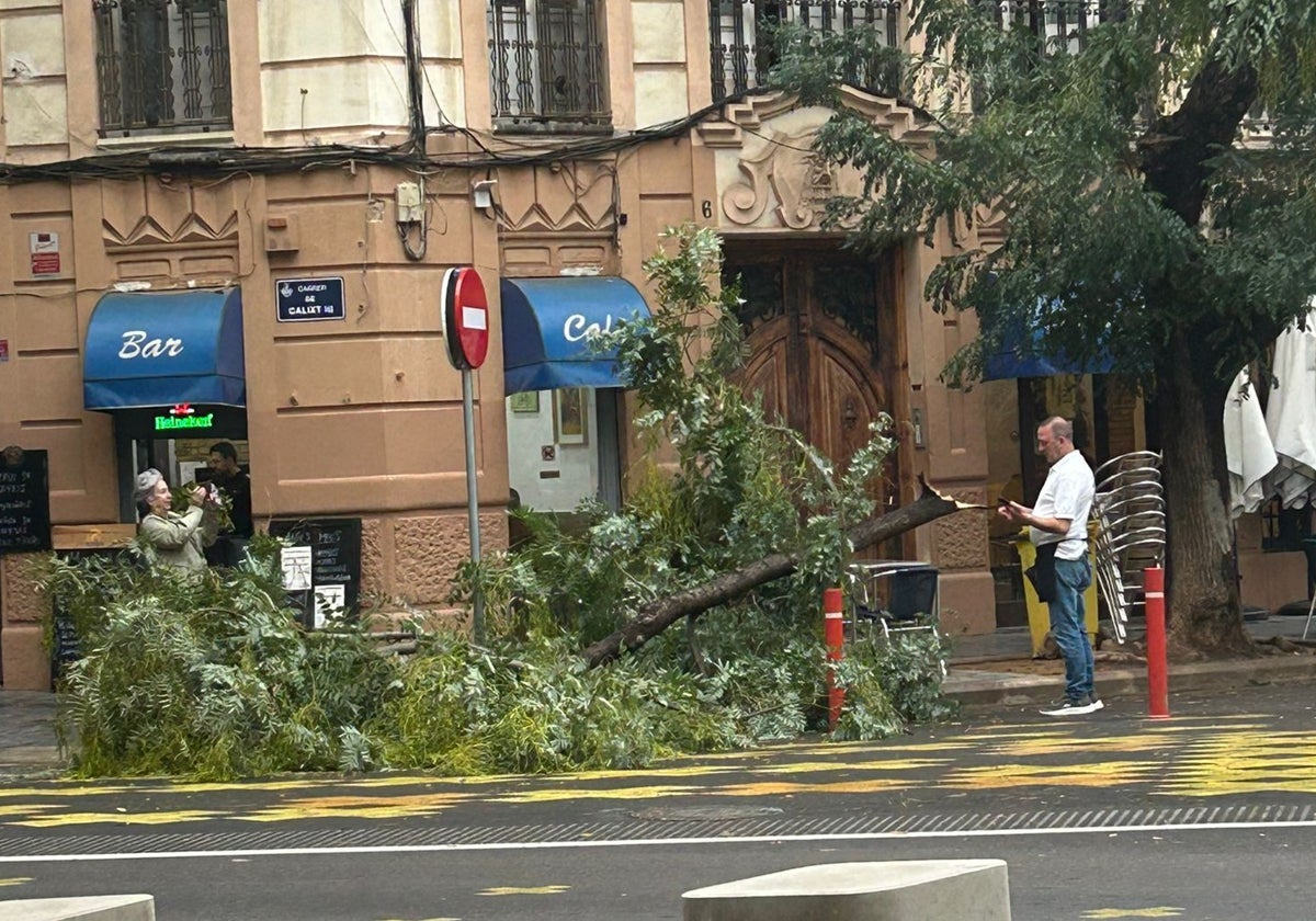 Una rama de gran porte caída al suelo en la calle Calixto III.