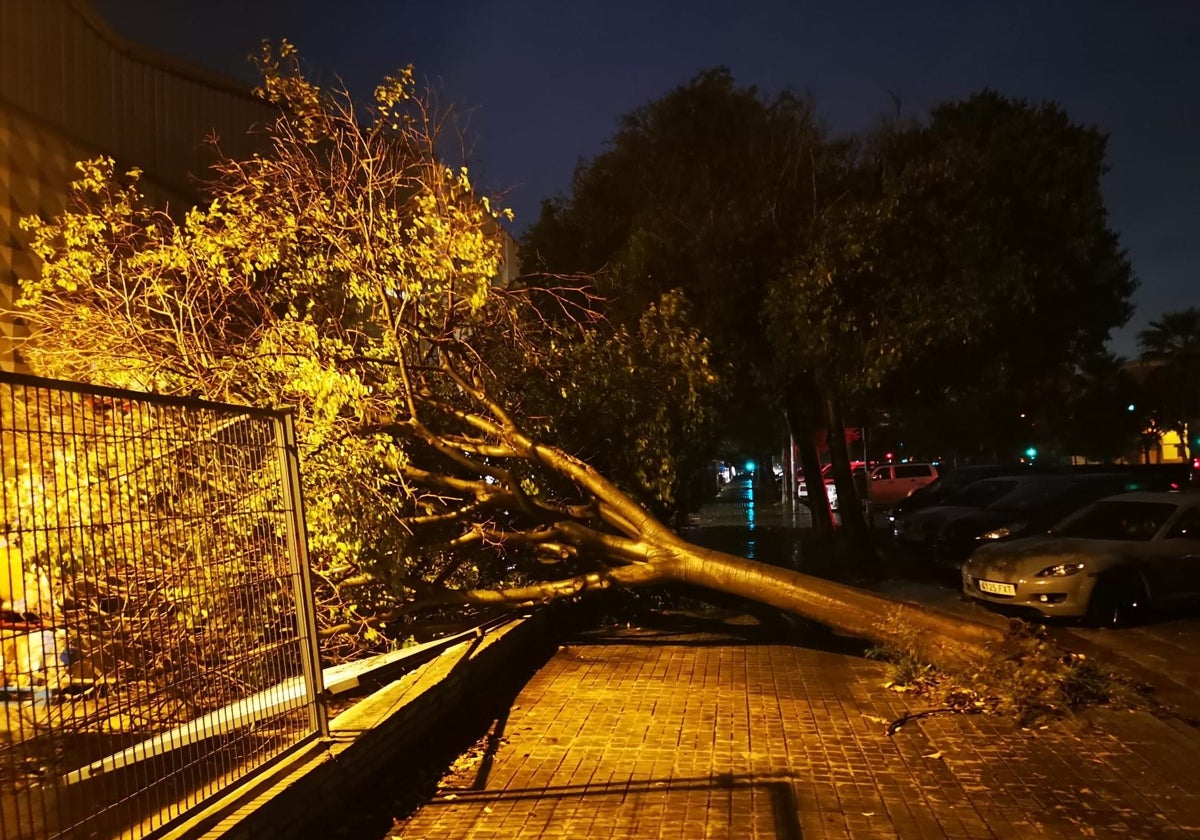 Árbol caído en el polígono de Vara de Quart, en Valencia.