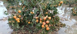 Daños del pedrisco en caquis cultivados en el Marquesat.