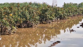 Pérdidas «catastróficas» en miles de hectáreas de cosechas y plantaciones por la DANA en la Comunitat