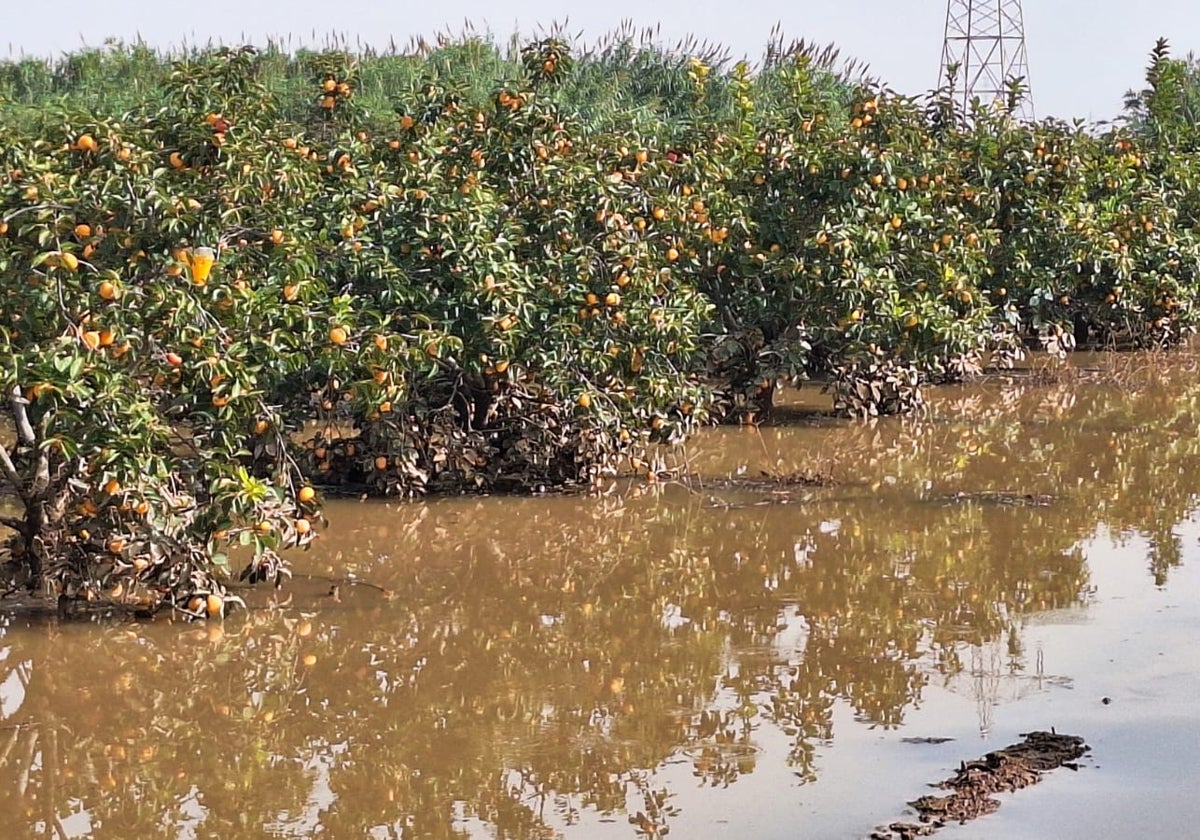 Pérdidas «catastróficas» en miles de hectáreas de cosechas y plantaciones por la DANA en la Comunitat