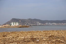 Litoral de Cullera lleno de cañas y basura.