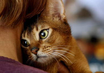 ¿Cómo se despiden los gatos antes de morir? Estas son las señales para saber si tu mascota vive sus últimos días