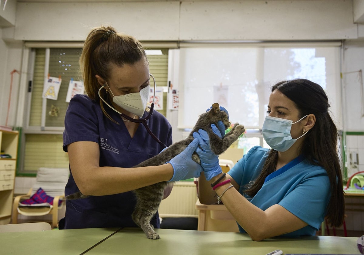 Dos veterinarias revisan un gato en un instituto de Benetússer habilitado como clínica.