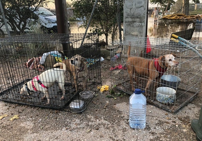 Perros del refugio de Carlet, listos para el traslado.