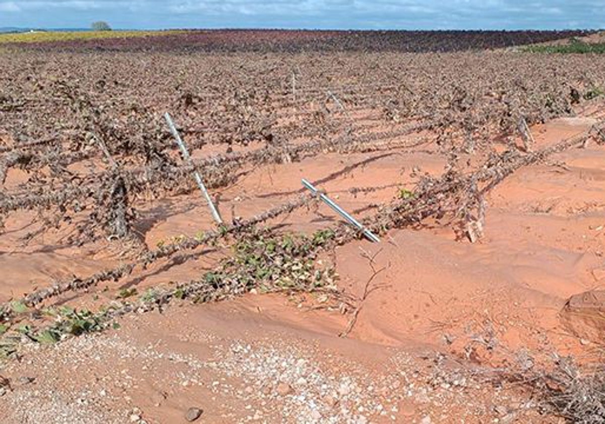 El campo valenciano estima unas pérdidas iniciales de hasta 1.089 millones