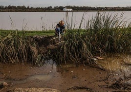 Un efectivo de la UME inspecciona en una zona de la Albufera con vertidos.