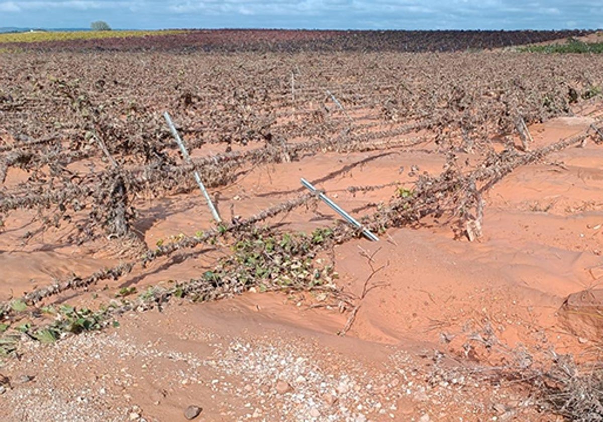 Viñas arrasadas por la riada del Magro en Utiel.