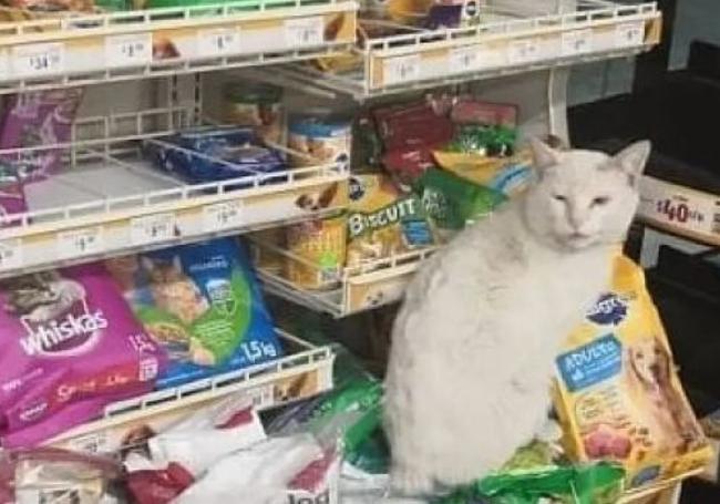 El supermercado de gatos