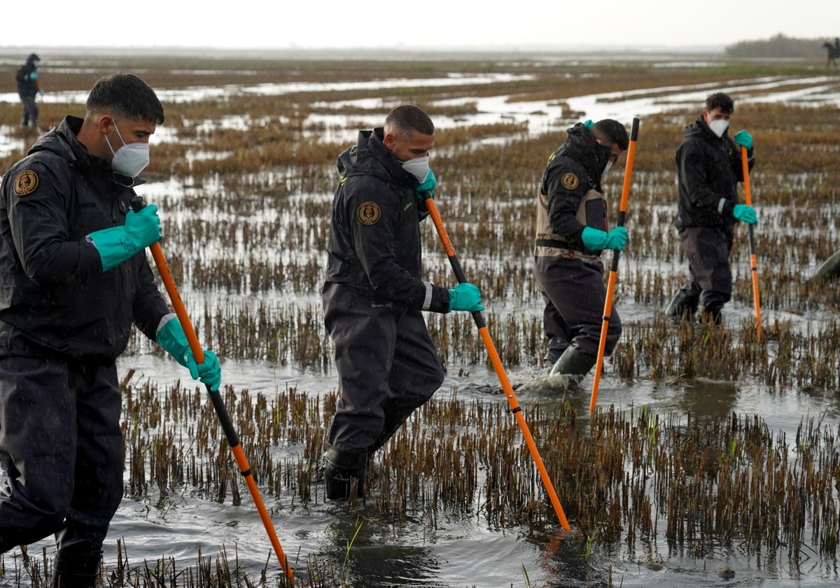 Trabajos de rastreo en busca de víctimas por parte de los efectivos desplegados en l'Albufera.