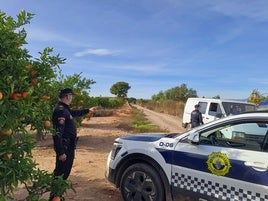 Vigilancia en un campo de naranjos.