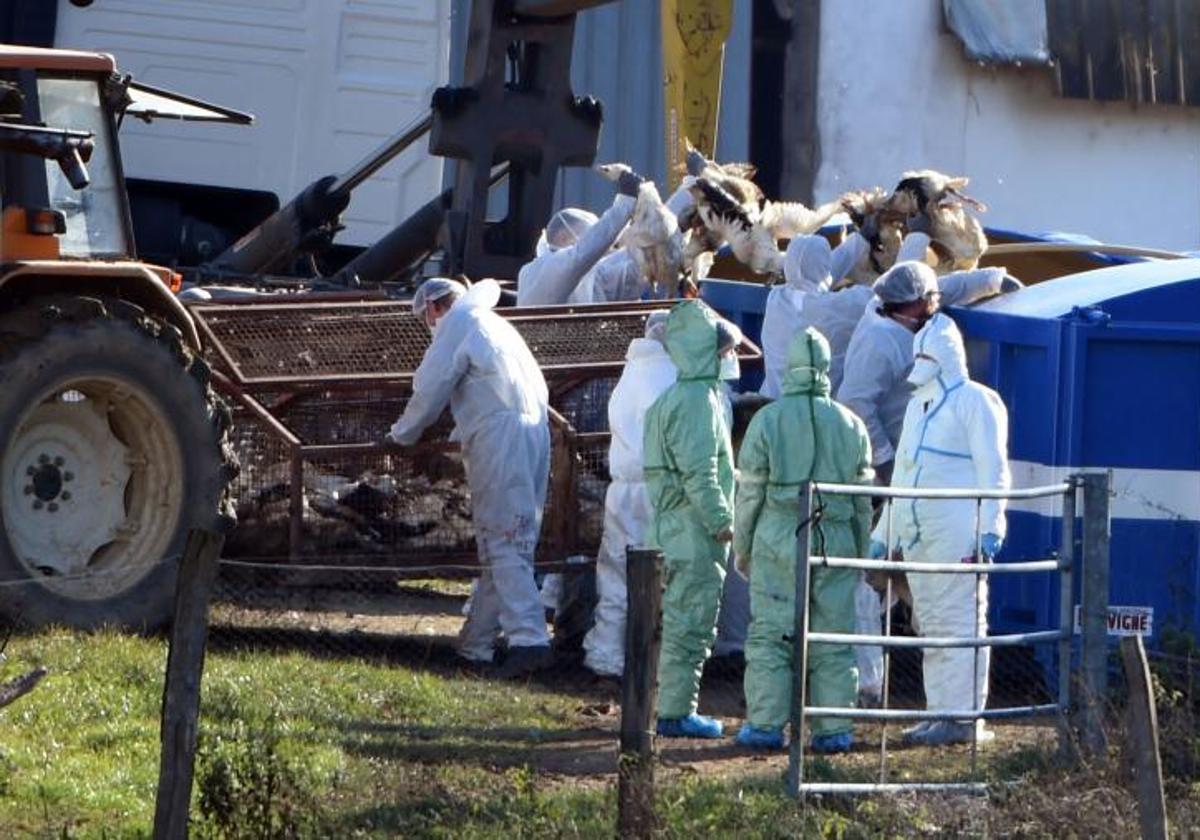 Aves muertas por gripe aviar son retiradas por operarios en una granja francesa, en una imagen de archivo.