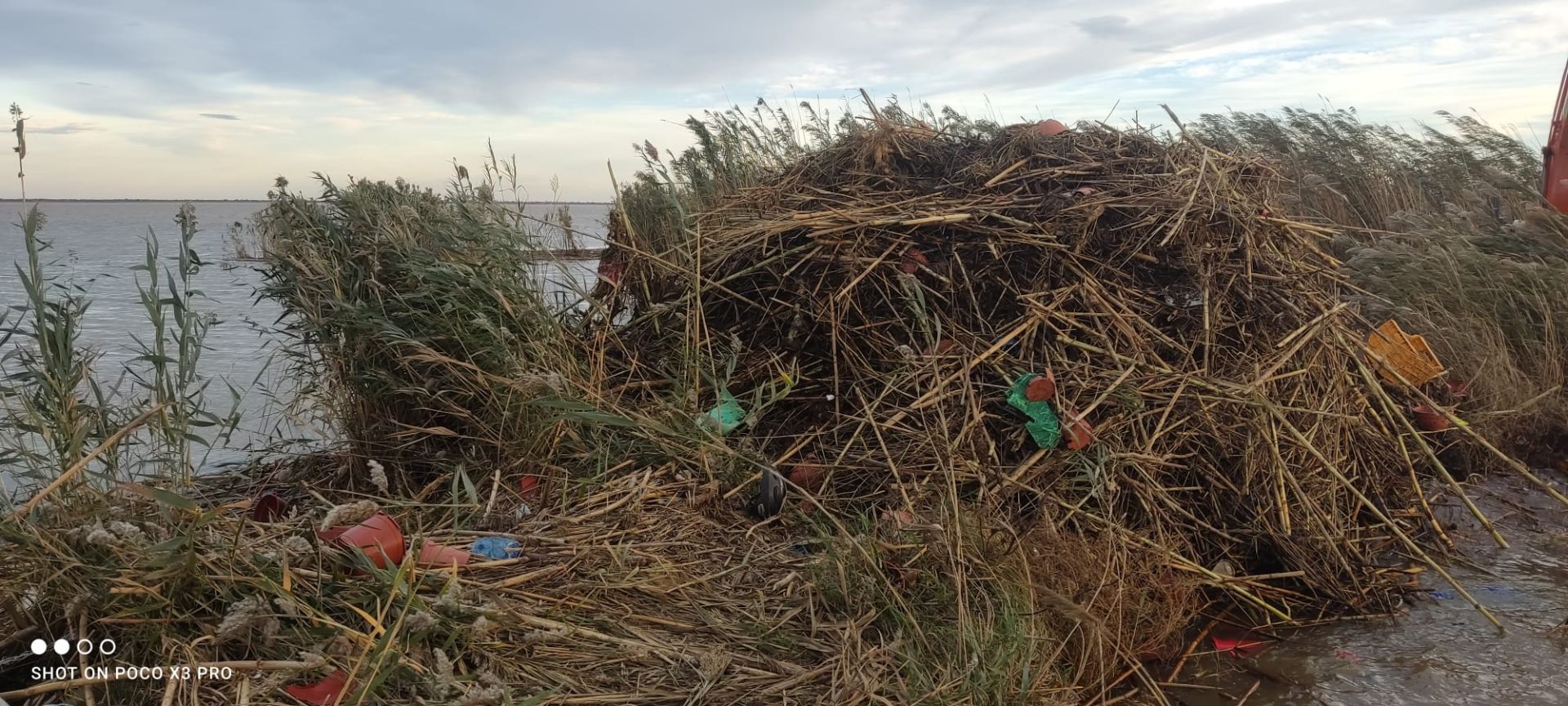 Residuos arrastrados por la DANA en la Albufera