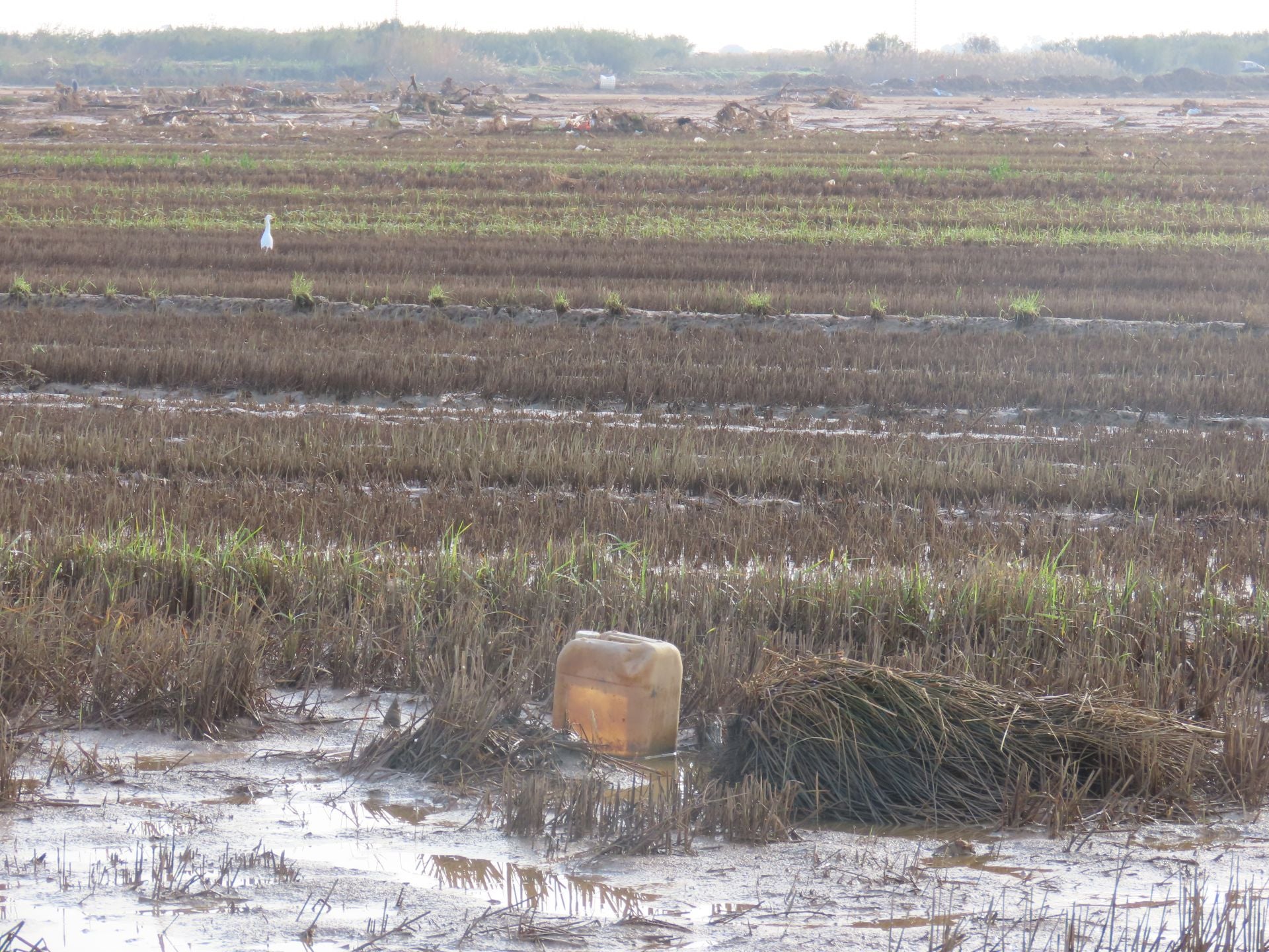 Residuos arrastrados por la DANA en la Albufera