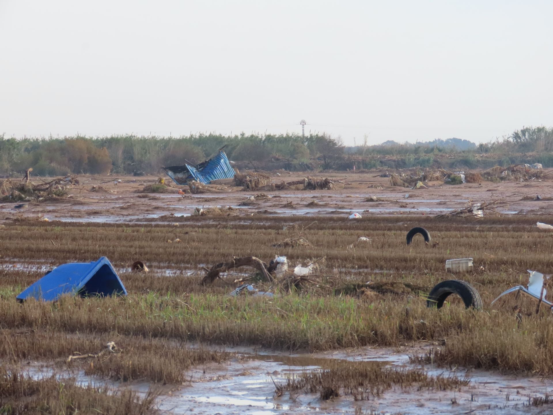 Residuos arrastrados por la DANA en la Albufera