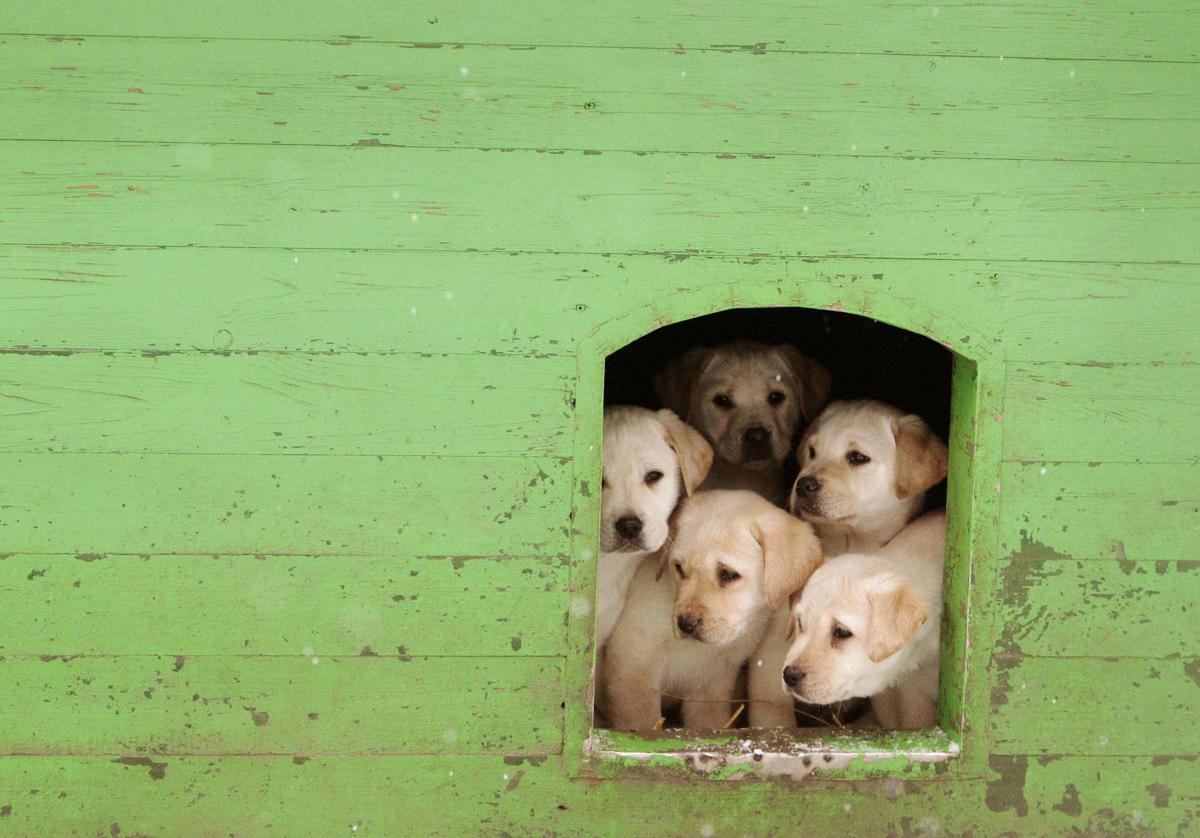 Varios cachorros, en una caseta.