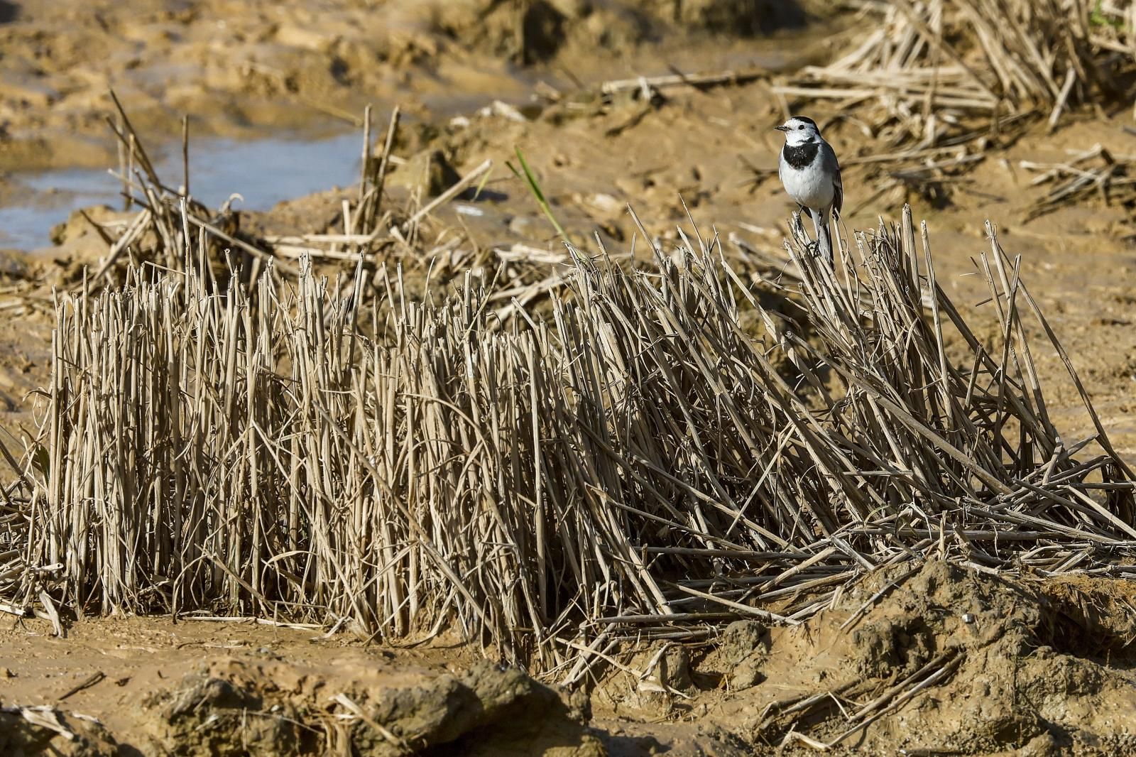 Así está la Albufera de Valencia un mes después de la DANA