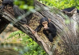 Cala, la cría de chimpancé, cumple 10 meses