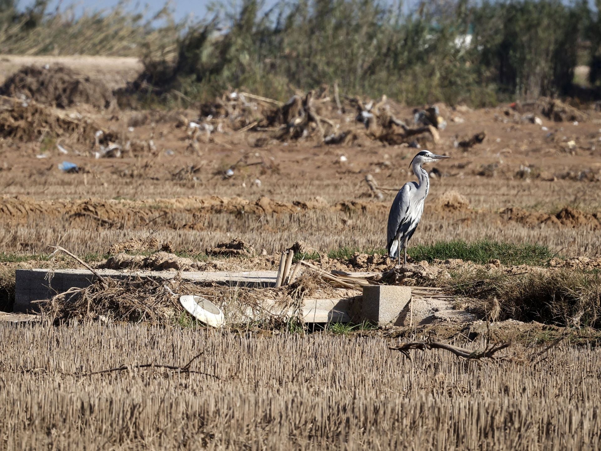 Así sigue la Albufera más de un mes después de la DANA