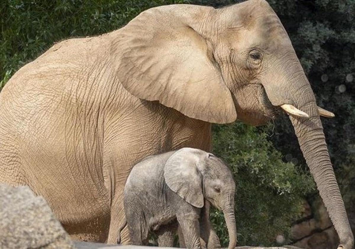 Bioparc Valencia