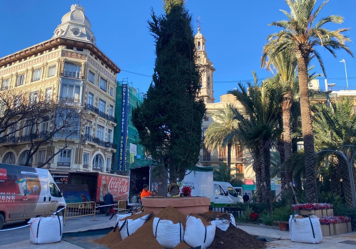 Árbol instalado en la plaza de la Reina de Valencia.