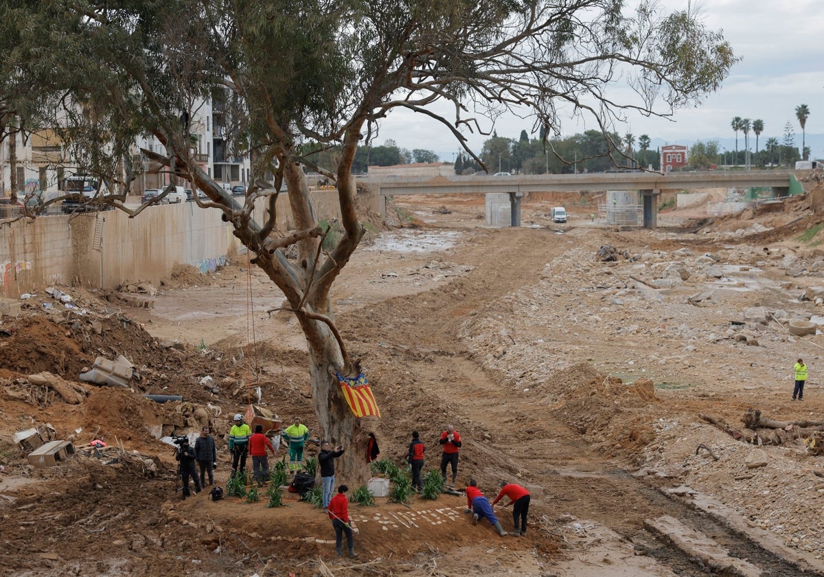 Un grupo de personas rodea al solitario árbol que sobrevivió a la crecida en el barranco del Poyo a su paso por Paiporta.