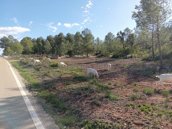 Cabras pastando en el monte público de Vallada.