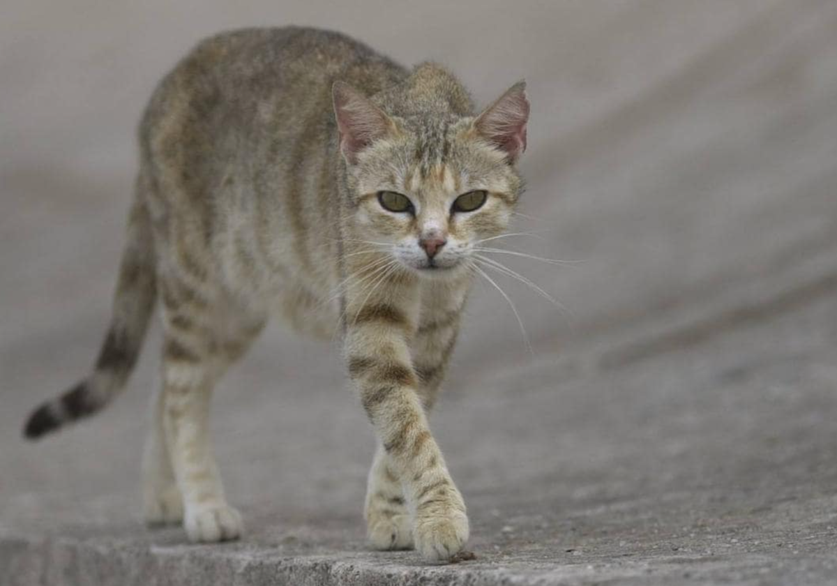 ¿Por qué dicen que los gatos ven fantasmas?