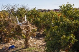 Campos de naranjos tras la riada.