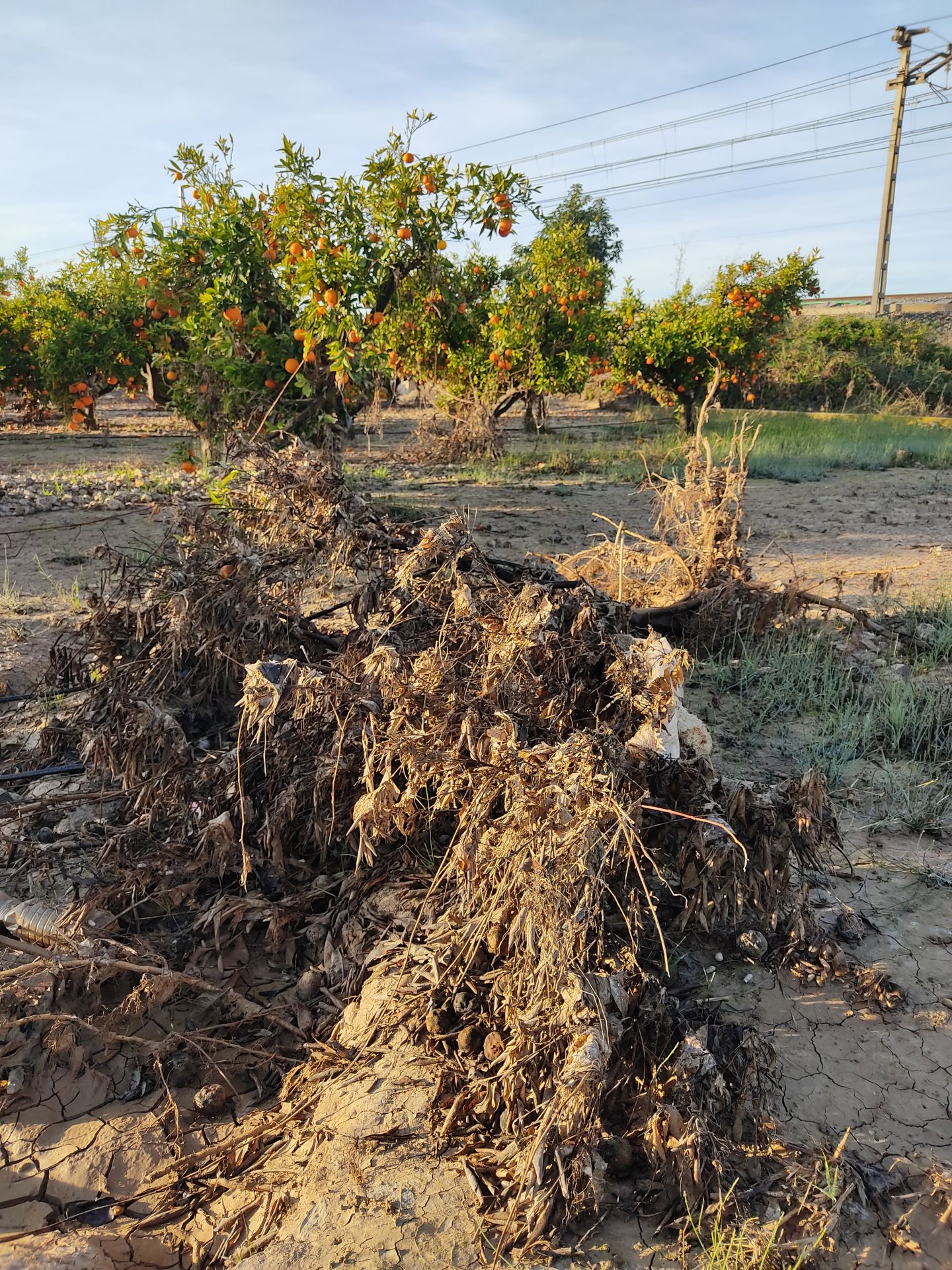 Imagen secundaria 2 - La dana arrasa con más de la mitad de la producción de caqui y con 250.000 toneladas de cítricos