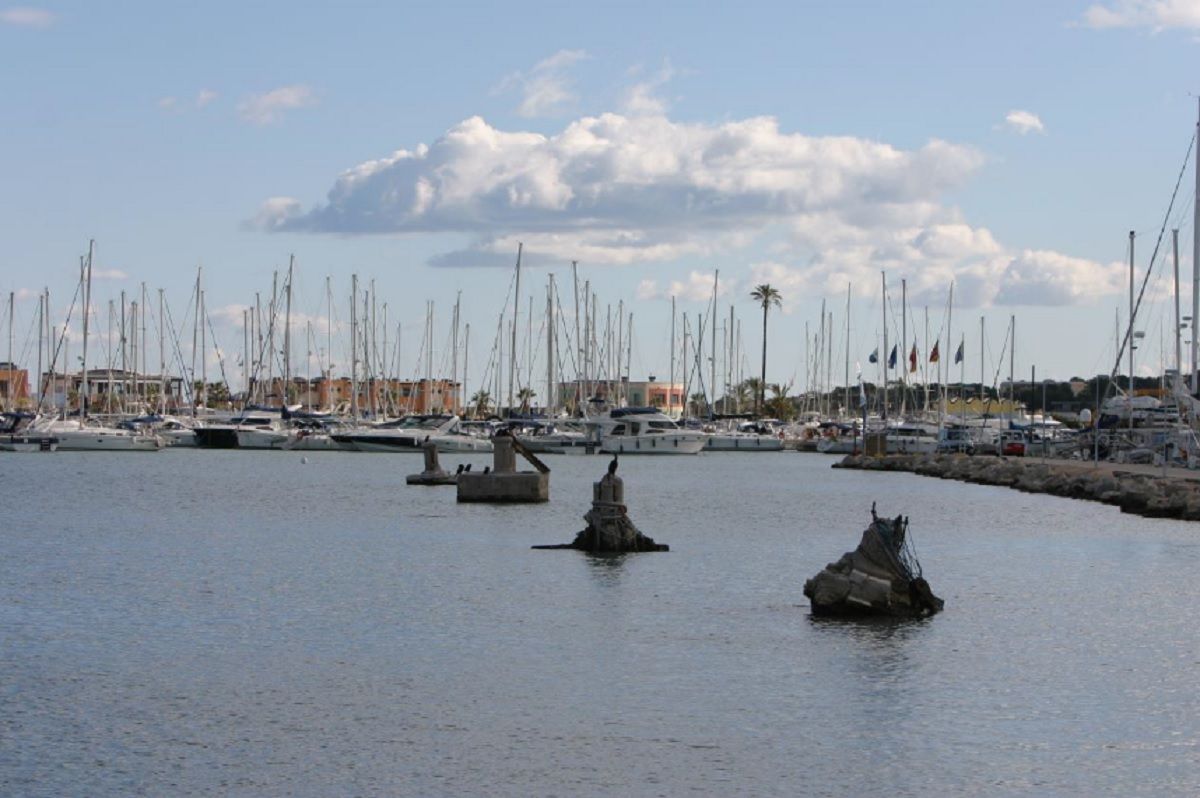 Los cuatro duques de alba visibles en el puerto de Dénia.