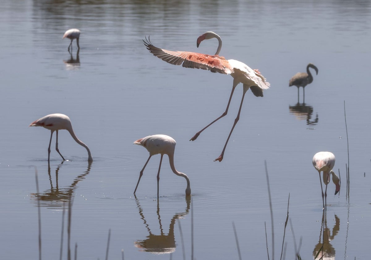 Unos flamencos en la Albufera el año pasado.