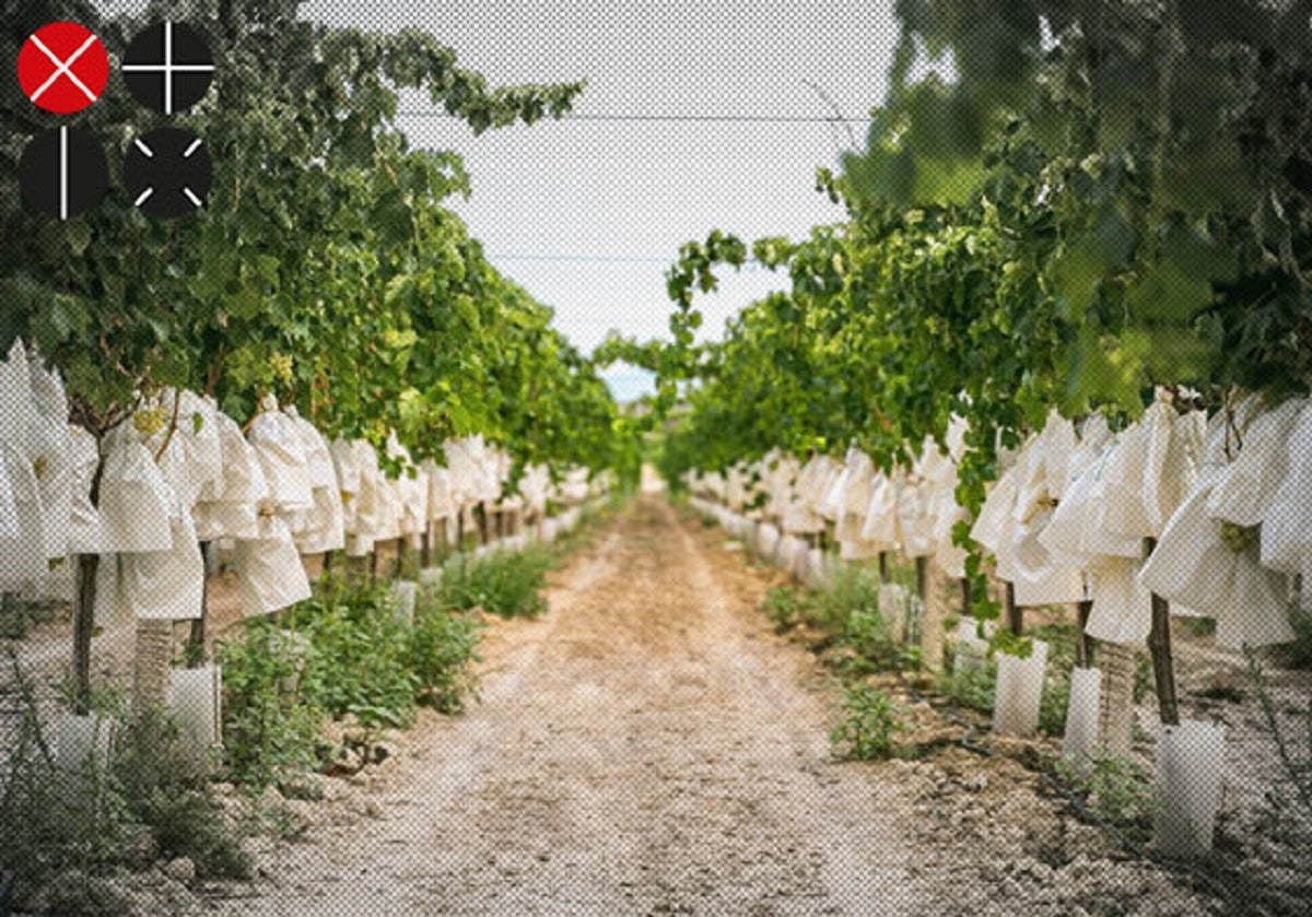 Uva de mesa embolsada en uno de los campos del Vinalopó.