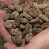 El nuevo precio del cacao para esta semana amenaza a los fabricantes de chocolate