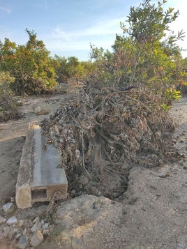 Campo de cítricos dañado por la dana.