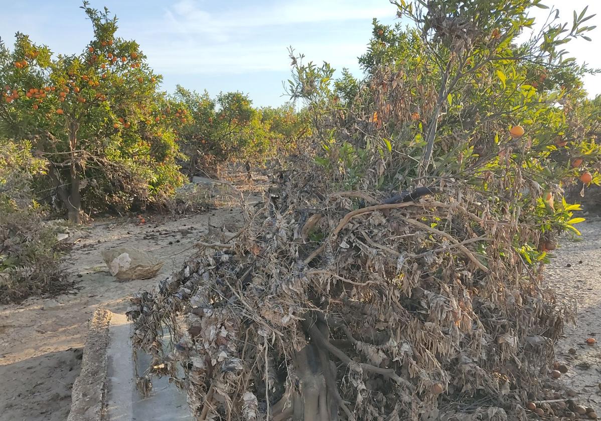 Campo de cítricos dañado por la dana.